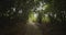 Handheld point of view shot of walking on a stone path through the dense bamboo tropical rainforest towards the clearing