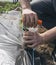 Handheld transplanter for planting tomato seedlings