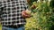 Handheld video shows of mature farmer controlling apples