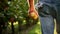 Handheld view of farmer walking in the apple orchard