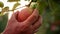 Handheld view of man`s hand picking ripe apple