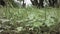 handhold still low angel view of Creeping Oxalis with varies vegetation