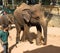 Handicapped elephant hurt in war