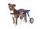 Handicapped Staffordshire Bull Terrier Dog In Wheelchair
