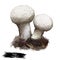 Handkea excipuliformis pestle or long-stemmed puffball, species of Agaricaceae family isolated on white. Digital art illustration