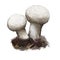 Handkea excipuliformis pestle or long-stemmed puffball, species of Agaricaceae family isolated on white. Digital art illustration