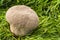 Handkea utriformis is a species of the Lycoperdaceae family of p