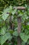 Handle of old worn spade with purple beans growing all over