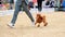 Handler moves in the ring with a dwarf peach poodle