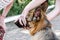 Handler shows teeth of a German shepherd to an expert