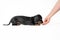 Handler teaches cute obedient dachshund puppy to lie down and gives treat as reward for good behavior, white background