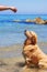 A handler training a golden retriever at the beach