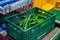 Handling and packaging of green cucumbers vegetables in Dutch greenhouse, agriculture in the Netherlands