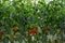 Handling and packaging of green cucumbers vegetables in Dutch greenhouse, agriculture in the Netherlands