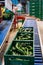 Handling and packaging of green cucumbers vegetables in Dutch greenhouse, agriculture in the Netherlands