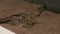 Handling Small Orinoco Crocs, Wisirare, Colombia