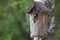 Handmade birdhouse and a small bird