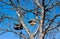 Handmade birdhouses on tree in the spring