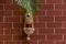 Handmade birds nest are hanging on the bricks wall.