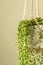 Handmade cotton macrame planter for indoor houseplant Senecio rowleyanus, close up. Love plants