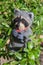Handmade cute raccoon