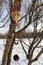 Handmade edible bird feeder outdoors at winter day. DIY and kid`s creativity