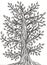 Handmade graphic drawing of a tree with leaves