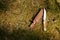 handmade knife with a bone handle with a leather sheath lies on the grass in the forest