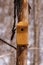 Handmade nesting box for songbirds mounted on a dead elm tree during early spring.