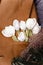 Handmade snowdrops in vest pocket