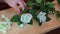 Handmade soap in the shape flower in a woman\\\'s hand.