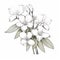 Handmade White Apple Blossom Drawing: Graphic Illustrations With Realistic Color Schemes