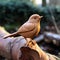 Handmade Wood Carving Of A Song Bird On Tree Branch