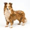 Handmade Wood Shetland Sheepdog Sculpture On White Background