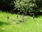 Handmade wooden crane birds in park, Lithuania