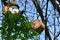 Handmade wooden nesting bird boxes hanged on tree