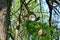 Handmade wooden nesting bird boxes hanged on tree