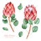 Handpainted collection with watercolor king protea and leaves.