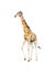 Handpainted watercolor illustration of giraffe isolated on white