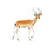 Handpainted watercolor impala illustration isolated on white