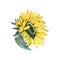 Handpainted watercolor sunflowers. Bright watercolor clipart of sunflowers. Can be used for your project,greeting cards