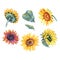 Handpainted watercolor sunflowers. Bright watercolor clipart of sunflowers. Can be used for your project,greeting cards