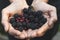 Handpicking blackberries and redcurrants