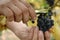 Handpicking Pinot Noir grapes