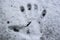 Handprint in the snow on a dark surface with melted aresa on the ends of the fingers