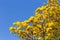 Handroanthus Chrysanthus with blue sky