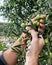 Hands of an adult farmer busy harvesting olives. Agriculture