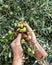 Hands of an adult farmer busy harvesting olives. Agriculture