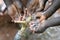 Hands of African Children Cupped under Tap Drinking Water Malnutrition. Hands of African black boys and girls with water pouring