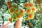 Hands of agriculturist woman check the quality of rambutans in a farm.